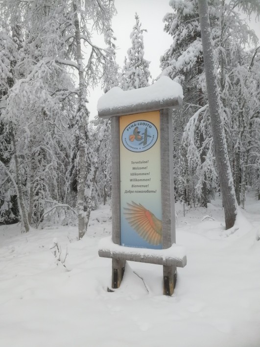Kuukkeli on Pyhä-Luoston kansallispuiston tunnuseläin